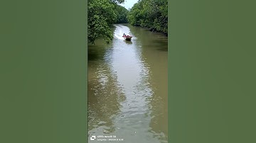 # Shorts P 282 Đảo Khỉ Cần Giờ Rất Thú Vị Khi Đi Ca Nô Trong Rừng Sác.