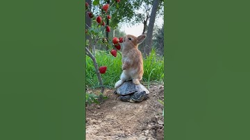 Turtle 🐢 and rabbits 🍓 Love video | cutest stutas video. #turtle #rabbit #cutest  #shamshadkhan