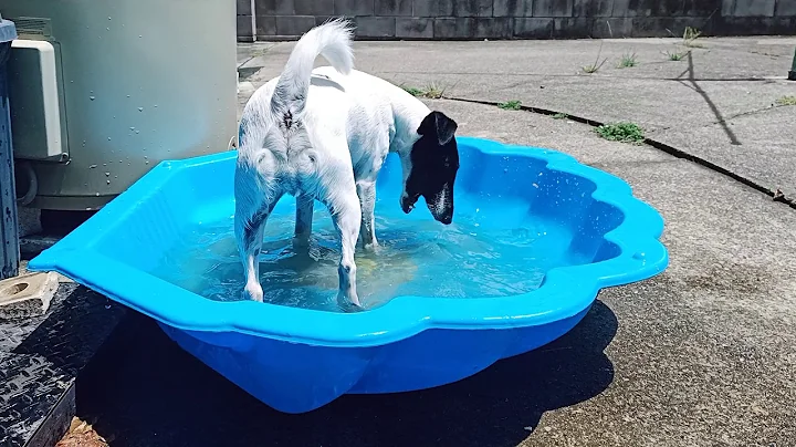 Our adopted Fox terrier, Bruno, playing in a pool.