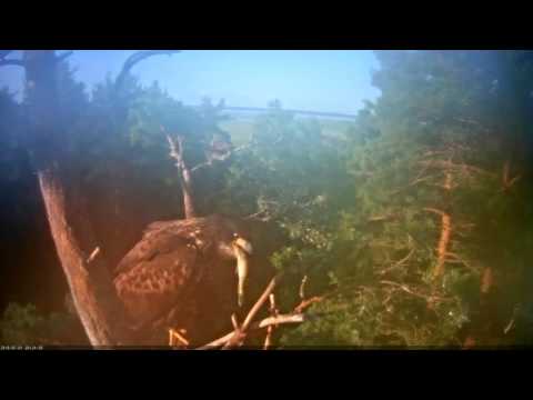 Веб-камеры с животными (актуальные - в первом посте) - 2433754