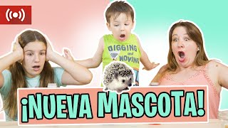 ¡Nueva Mascota! 🦔 Me encuentro el erizo de ITARTE VLOGS en directo ¡Nueva Mascota! 🦔 Me encuentro el erizo de ITARTE VLOGS en directo