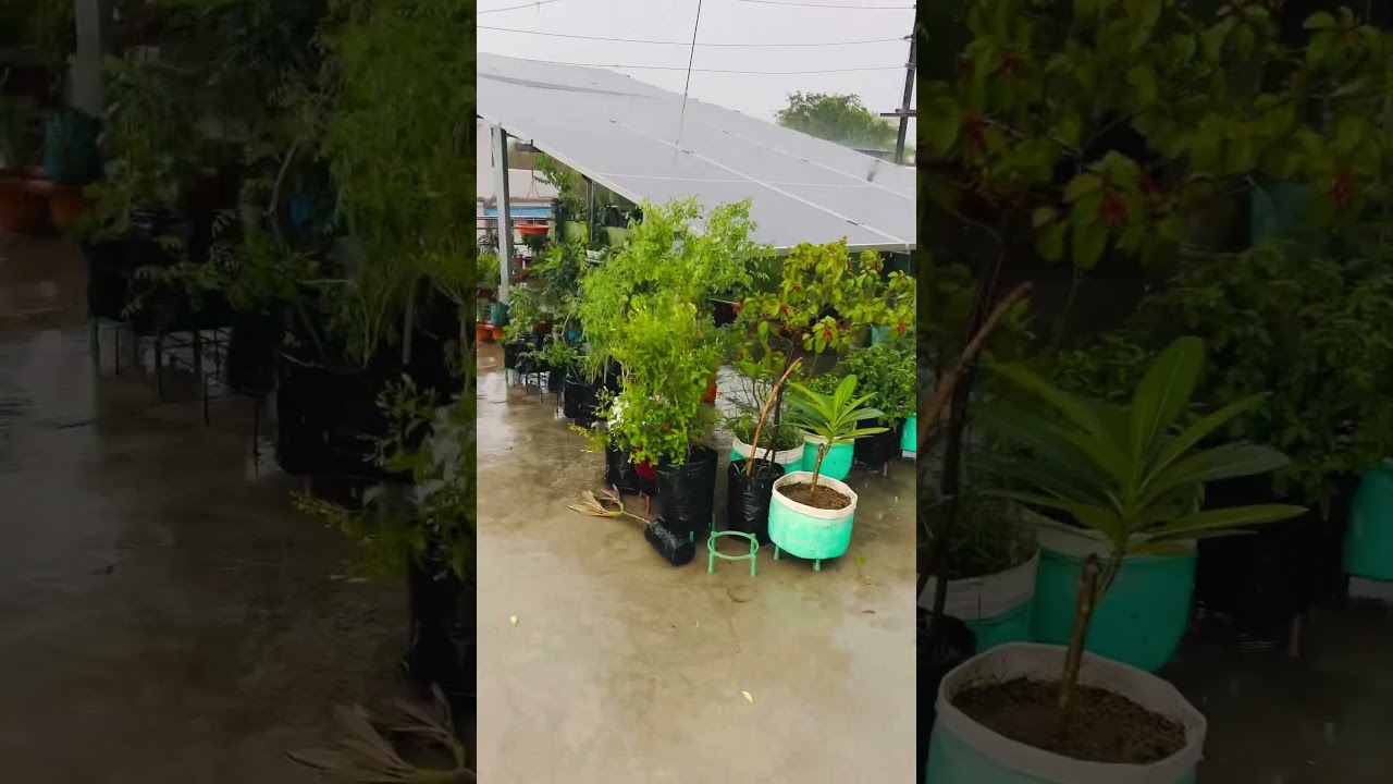 Plants के मज़े 😊🌿☔️🌧️🌧️🌿🌱🌸#gardening #garden #shortsfeed #plants #short #summer #nature
