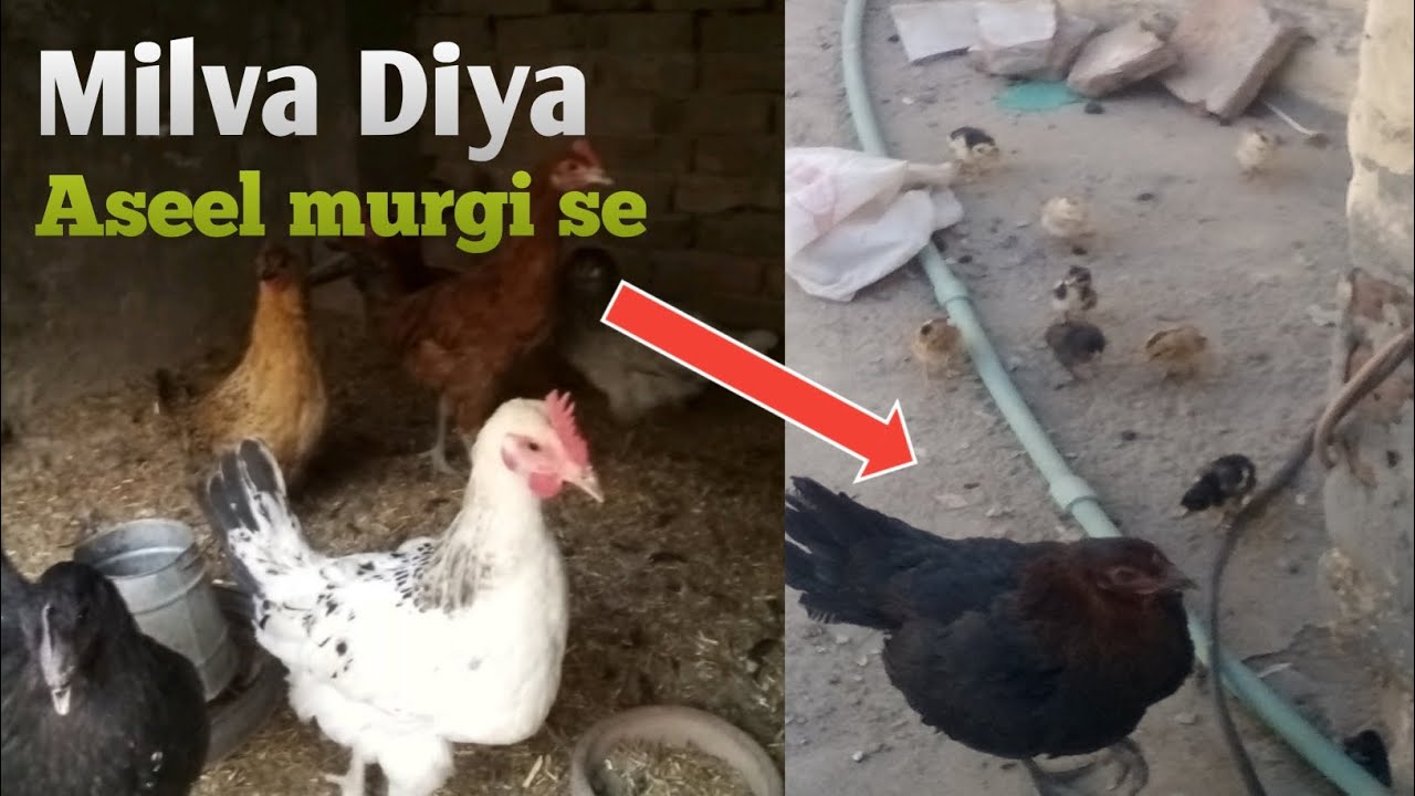 New murgion KO aseel murgi se milva Diya 😱😱 | very angry 😠😠 | Feroz ghani pet house 🏠🏡
