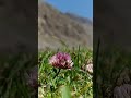 gitidas.. #music #travel #song #nature #beautiful #greenscreen #flowers #travelvlog #traveling