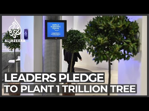 World Economic Forum leaders pledge to plant 1 trillion trees