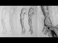 Drawing secrets how to draw the arm in pronation