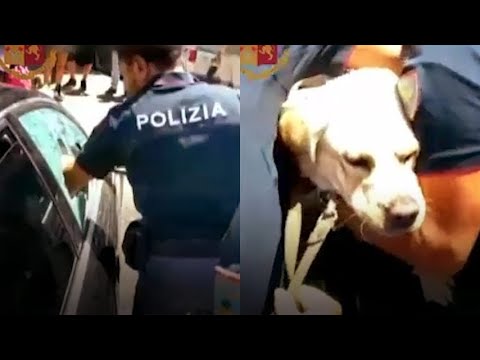 Video: Un Altro Cane Lasciato In Un'auto Calda, Salvato Dalla Polizia Di Auburn