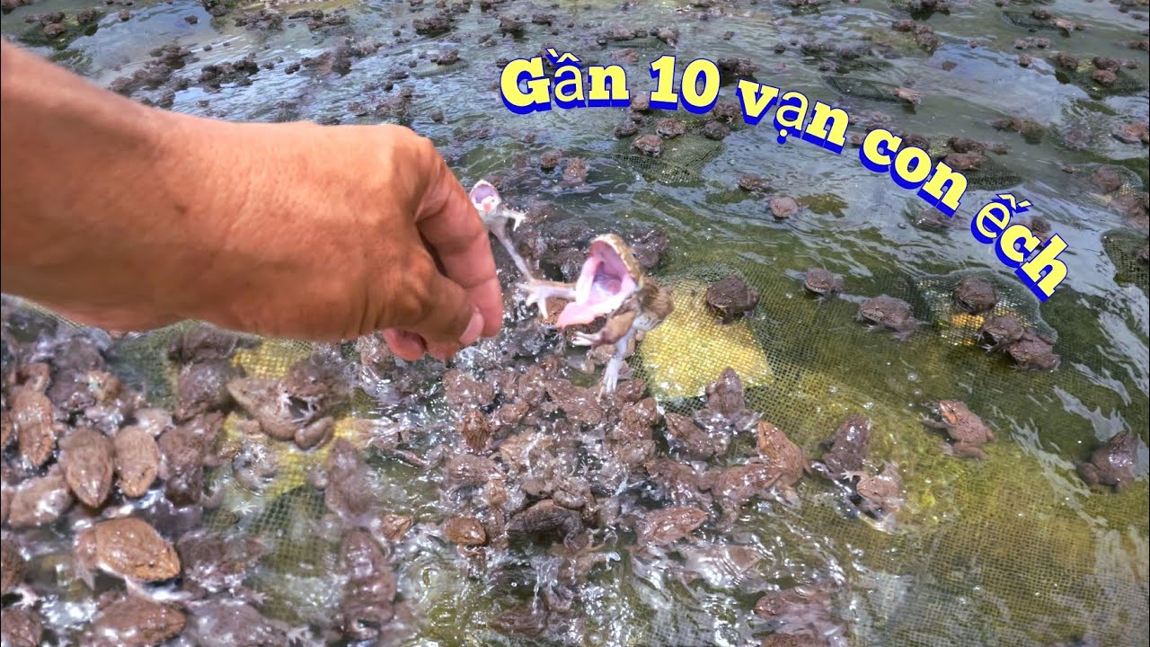 Tìm Mua Cua Giống Vào Nhầm Trại Nuôi Ếch Số Lượng Khủng Gần 10 Vạn Con / Quế Nghịch