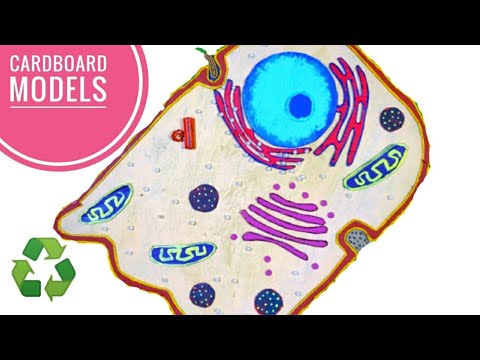 Simple and Easy way to make Animal Cell Model - YouTube