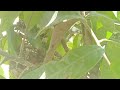 Hunting for a yellow - vented bulbul's nest and three black chicks 🤣
