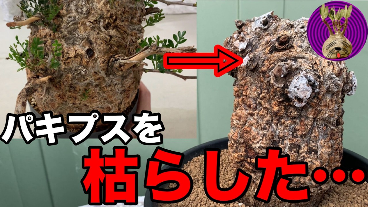 パキプス　ただいま樹形改造中です　最新のコメント欄を参照して下さい 本当に後悔】パキプスを枯らしてしまった… - YouTube