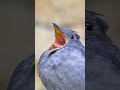 Animal Voice🤣🤣🤣