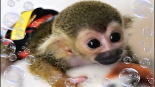 Squirrel Monkey Bath Compilation