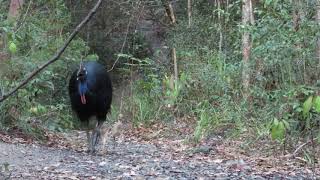 new cassowary chicks