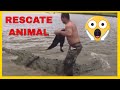 🐊COCODRILOS RÍO TARCOLES Costa Rica - RESCATE de 1 ATRAPADO por LLANTA - EXPLORADOR [Parte 2 ] 😱