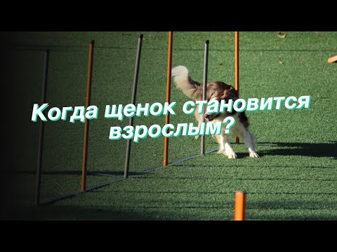 Видео: Х-трюки, которые вы не знали, можете научить свою собаку