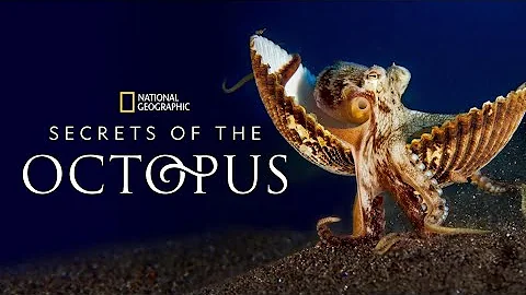 Discover the Secrets of the Octopus🐙wildlife documentary"