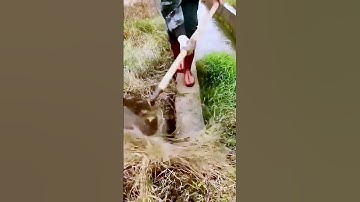 The process of weeding = Good tools can improve efficiency