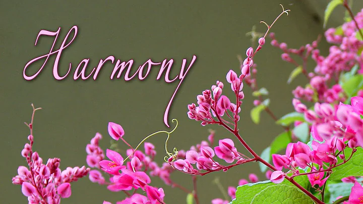HARMONY A Meditation-Offering at the Lotus Feet of the Mother - DayDayNews