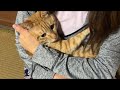 【猫家族】ずっと独りぼっちだった子猫に初めての猫仲間ができた瞬間...!