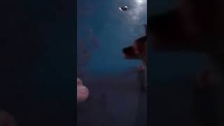 кошачье сердце 1 сезон 2 серия