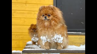 Winter joys for the Pomeranian spitz KIMI