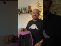 Gatti vs Albero di Natale: Chi vincerà? 🎄🥊 #reaction #cat #christmas #christmastree #shortvideo