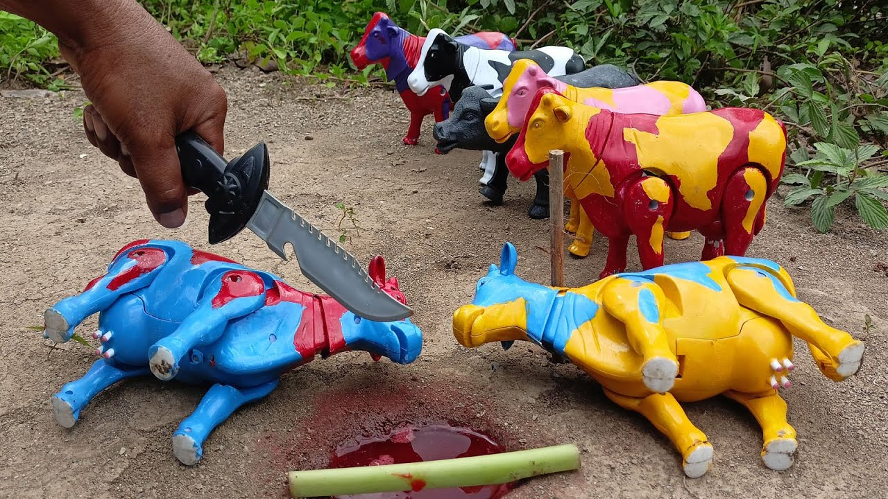 WADIDAU PROSES POTONG SAPI‼️ SIMULASI POTONG SAPI l MANUSIA KARDUS, FRESH GRASS