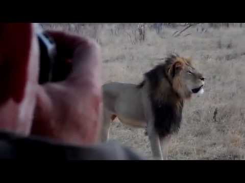 Cecil - Africa's Biggest Lion - www.CecilTheLion.org