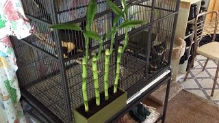 3D Plant Container For Cage -8 Apr 2016