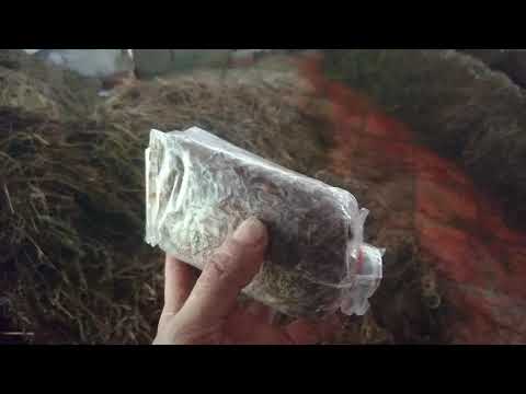 Video: Nguyên nhân nào khiến nấm rơm phát triển?