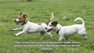 The Jack Russell Terrier  breed | Top 10 beautiful facts