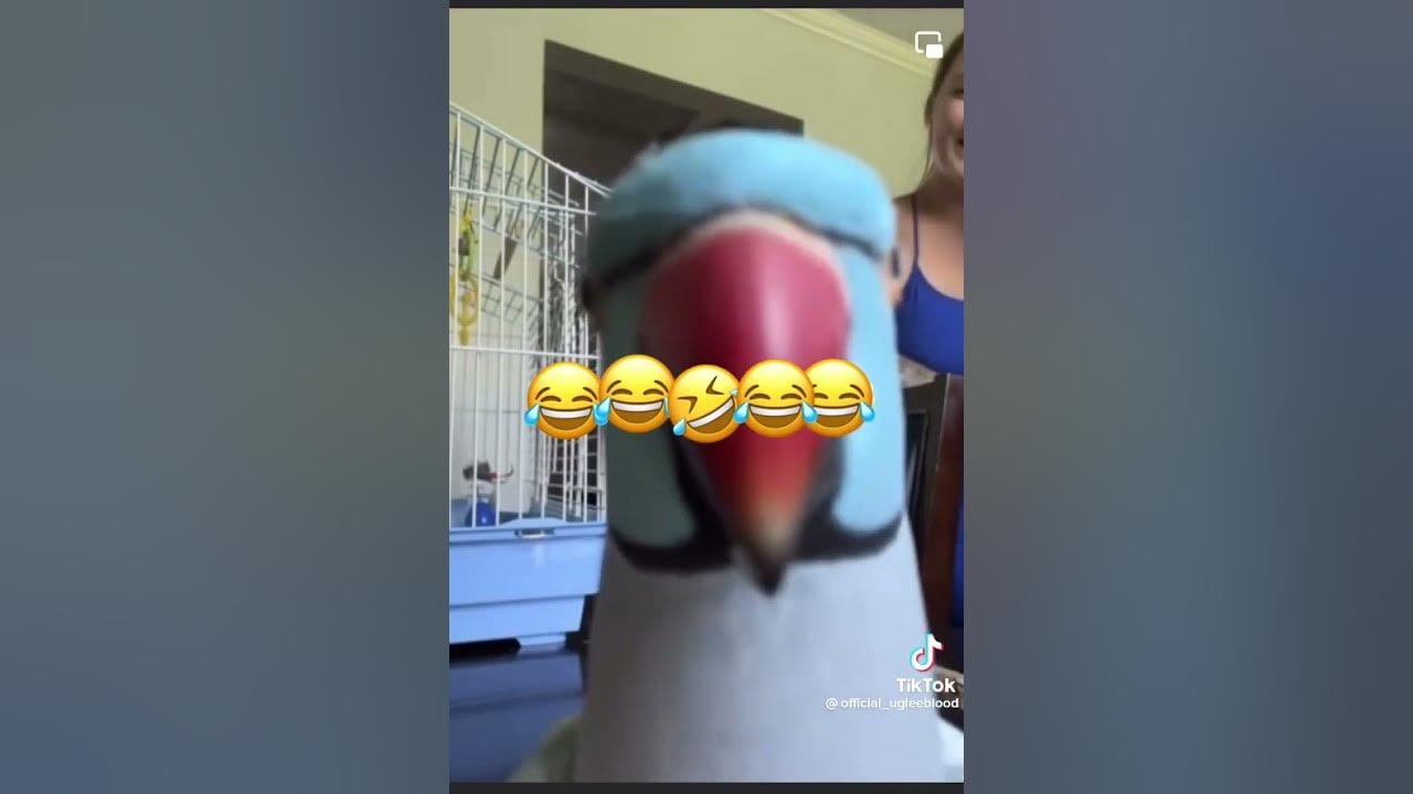 polly-don-t-want-no-cracker-polly-wants-weed-youtube