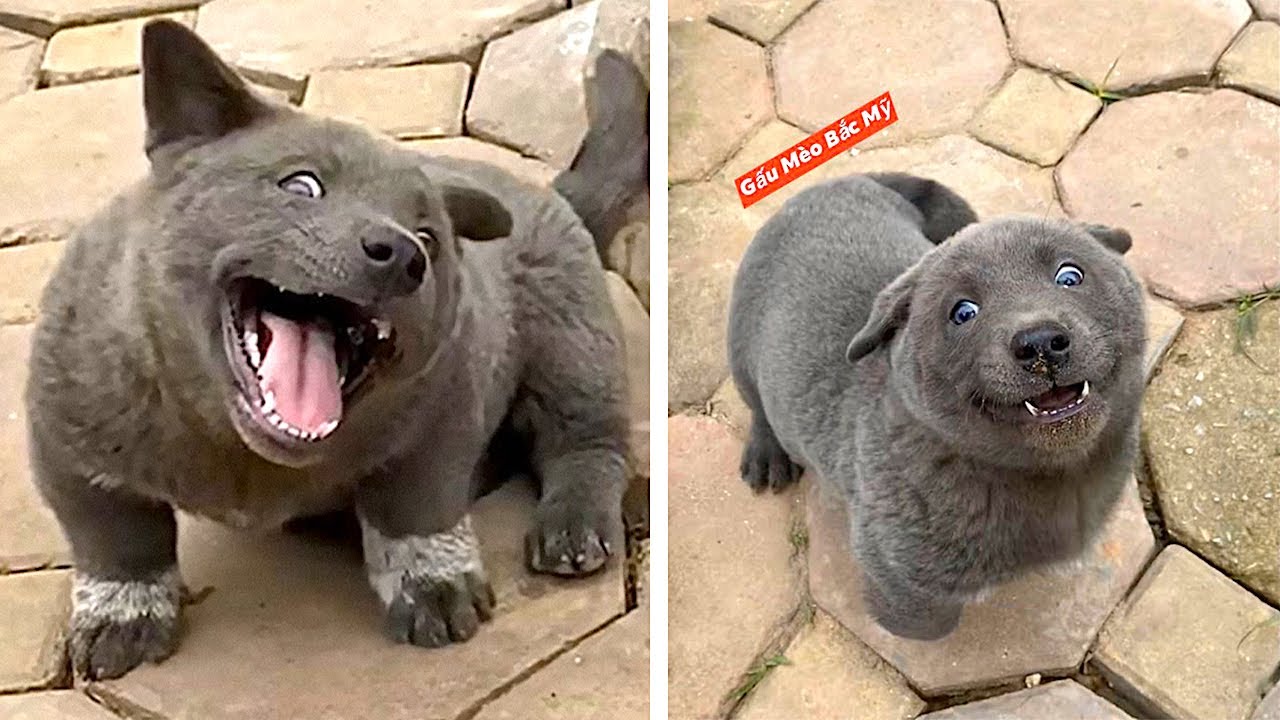 Dieses unglaubliche Tier ähnelt einem Hund und einer Katze! - YouTube