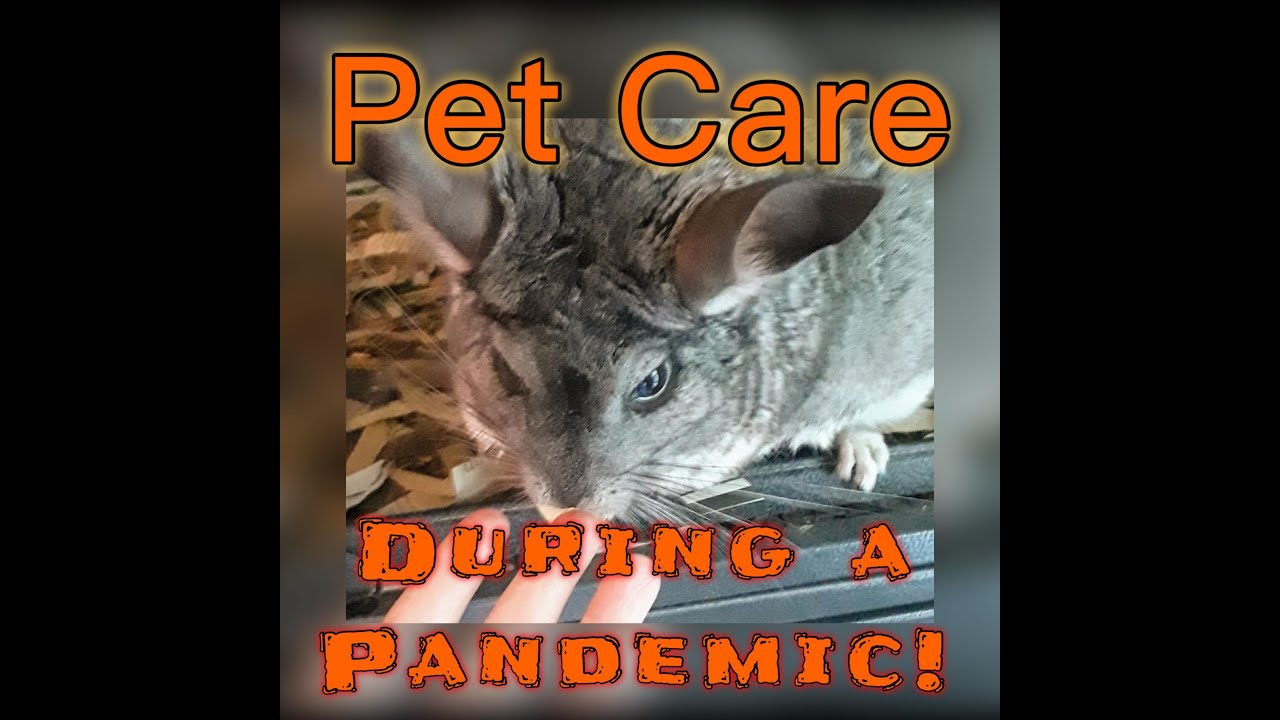 How are Professional Animal Caregivers Faring during Covid? YouTube