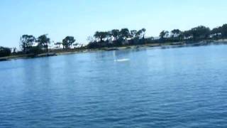 Dolphins.AVI