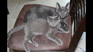 Дуэль Котиков: Русский Голубой Против Шотландской Вислоухой, Cats Play Russian Blue Vs Scottish Fold