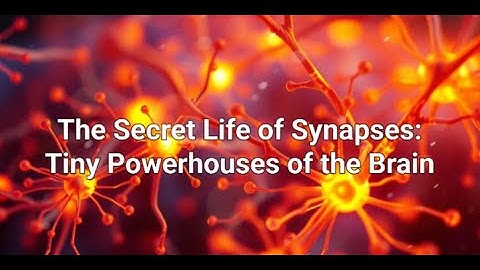 🧠Synapse or how neurons communicate