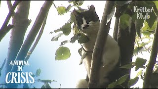Кот застрял на дереве в течение нескольких дней, чтобы принести ему воду, чтобы выжить
