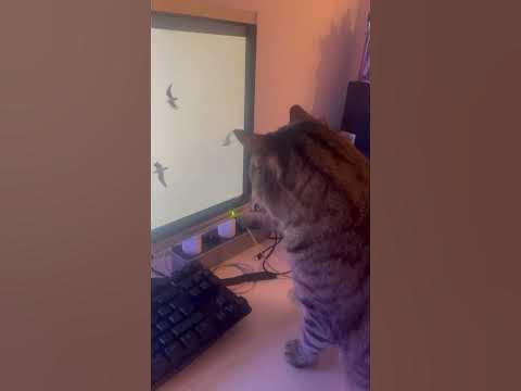Милые коты смотрят телевизор #2 - YouTube