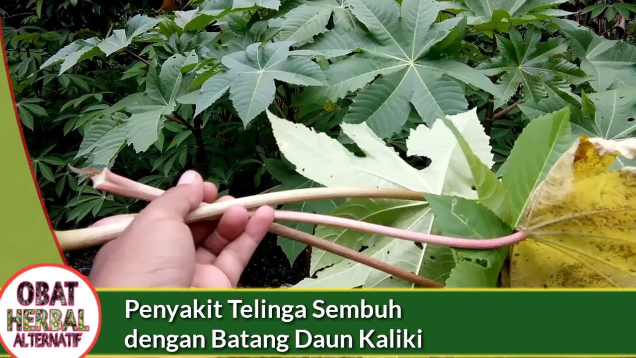 Batang Daun Kaliki Obat berbagai Penyakit Telinga - Obat Herbal 