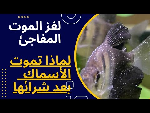 لغز الموت المفاجئ لماذا تموت الأسماك الزينة بعد شرائها
