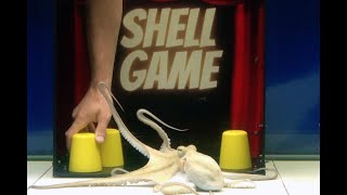 Octopus VS Man  The Shell Game  Object Permanence Experiment