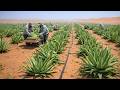 Unbelievable! Growing Aloe Vera in the Desert — How Aloe Vera Gel Is Made on a Massive Scale