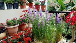 Download Lagu  See how I am making my garden winter ready MP3 Download Lagu  See how I am making my garden winter ready MP3