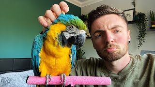 Rehoming a parrot, The first 24 hours! | PROJECT BLUE AND GOLD MACAW