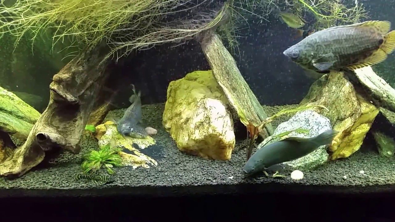 L270 Chocolate Zebra "Plecos" in My 125 gallon Planted Tank YouTube