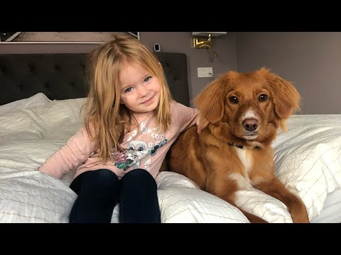 Video: 7 Sätt För Barn Att Binda Sig Till Familjens Hund I Sommar