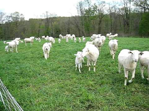 Happy Sheep (Lambshire Polypays)