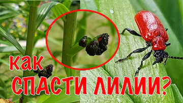 НА ЛИЛИЯХ КРАСНЫЙ ЖУК! Как защитить ЛИЛИИ от вредителей?🕷
